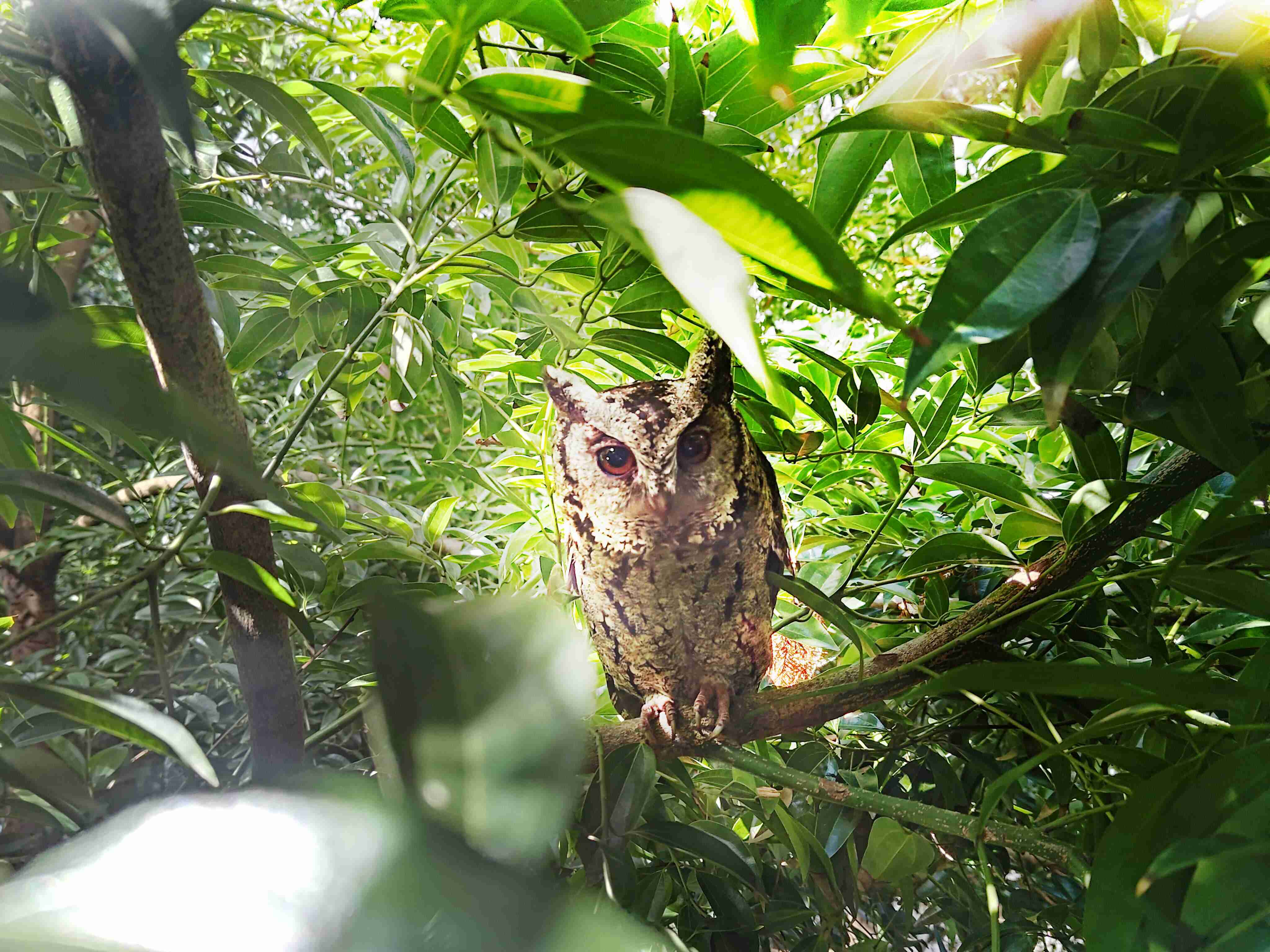 NG大舞台致力提倡净零绿生活，，16年以来在全球各厂区植树逾百万棵，，，造就各厂区树木蔚然成林，，，，犹如森林工厂，，成为许多生物的栖息地